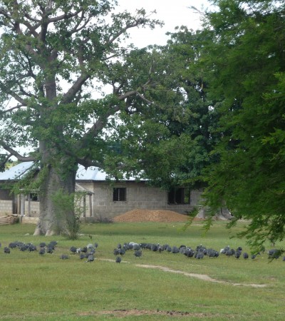 Landbouwschool Sirigu in Ekoland